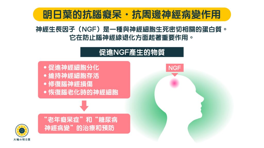 香港大輪明日葉經過大學研究，證實明日葉減低腦癡呆、預防老人痴呆症、認知障礙症，預防腦退化、恢復老化神經、抵抗神經病變，是老人痴呆自然療法和食療