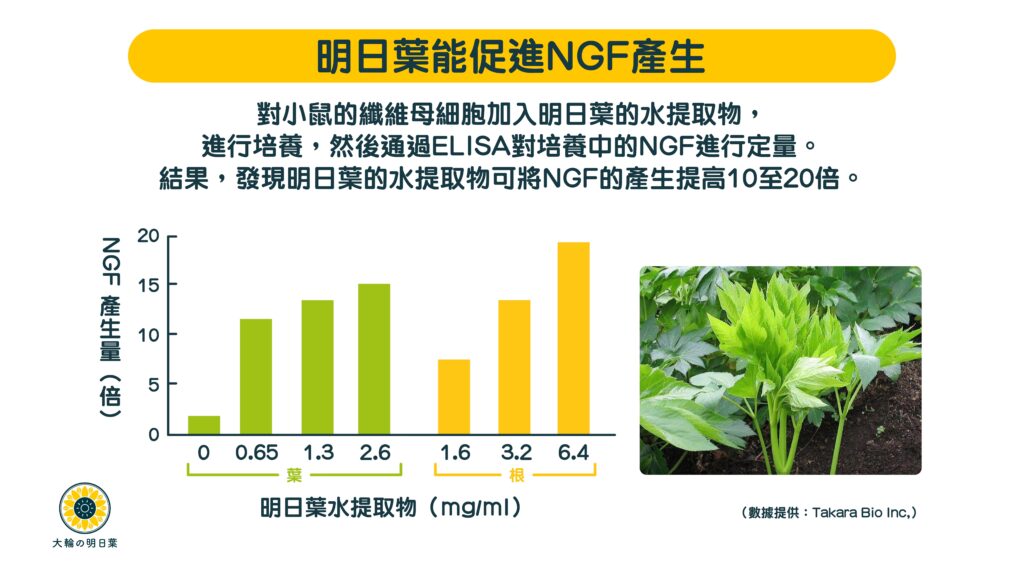 香港大輪明日葉經過大學研究，證實明日葉減低腦癡呆、預防老人痴呆症、認知障礙症，預防腦退化、恢復老化神經、抵抗神經病變，是老人痴呆自然療法和食療，促進神經生長因子